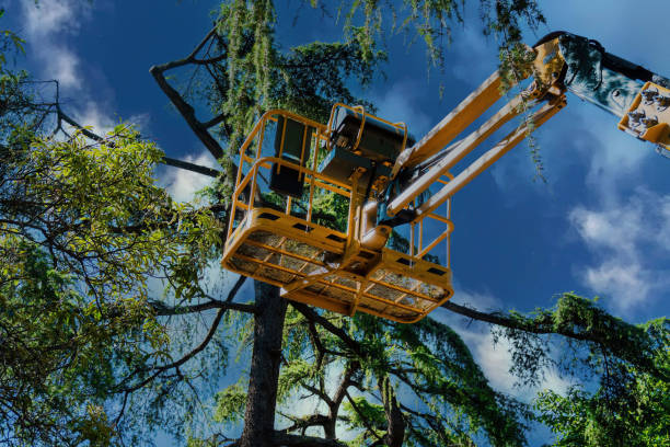 Best Palm Tree Trimming  in Buffalo, MN