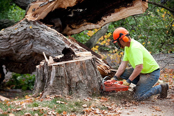 Best Palm Tree Trimming  in Buffalo, MN